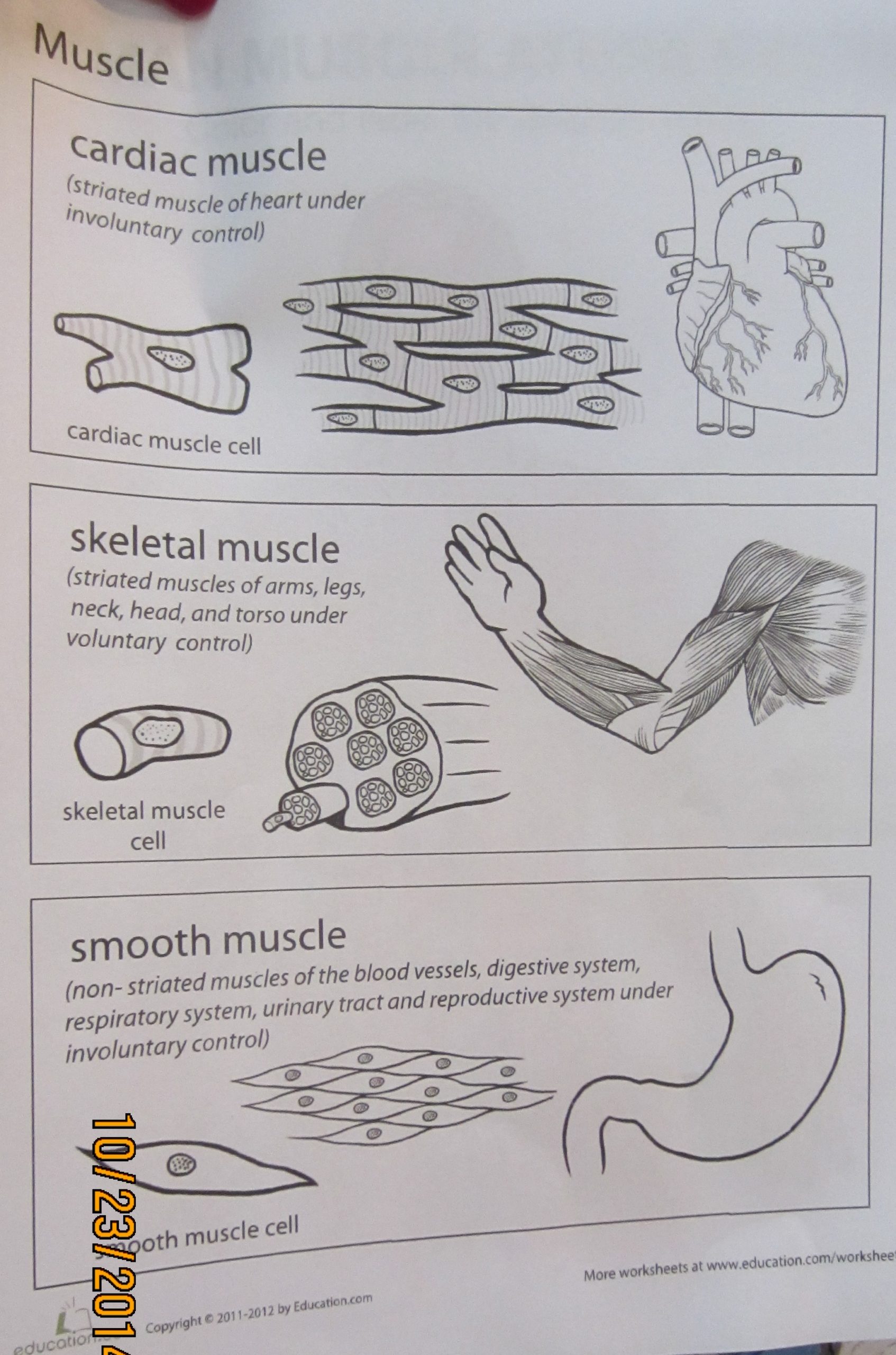Science Trek Muscles Science muscles « NutBugs